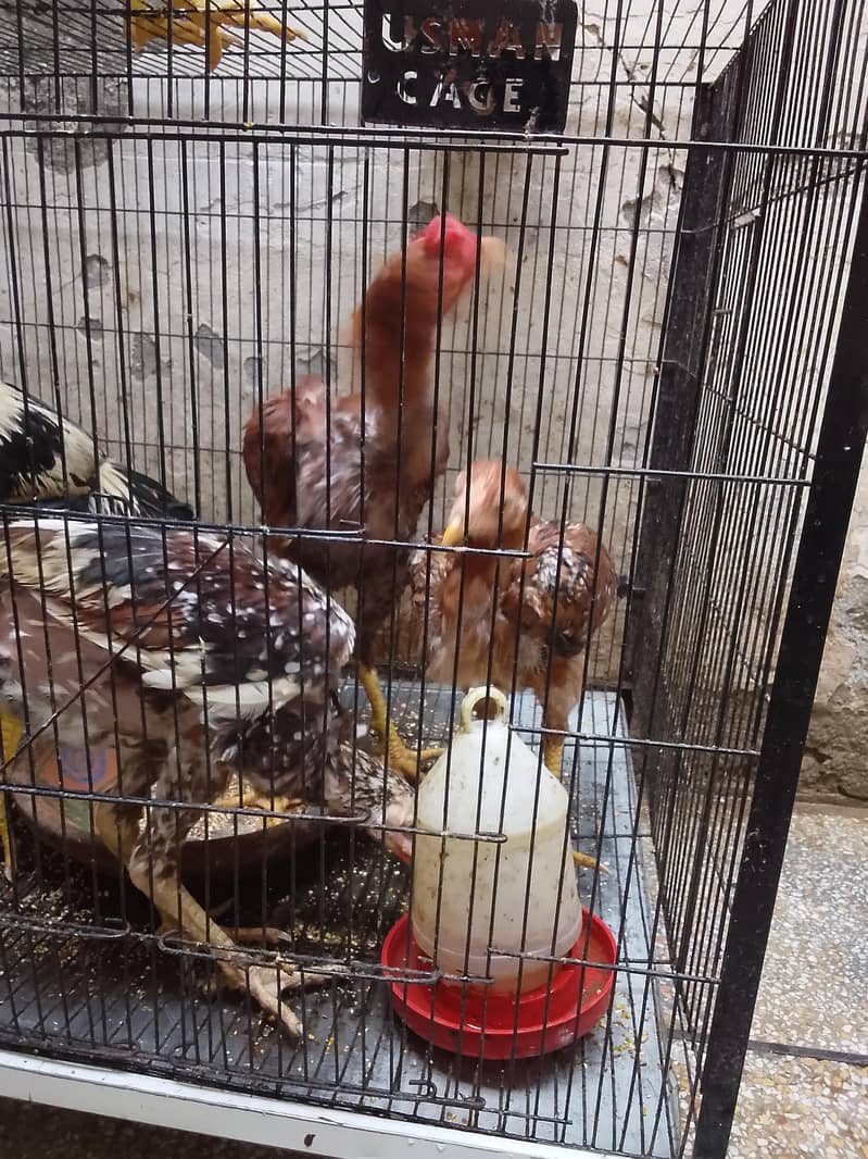 top quality breed 3