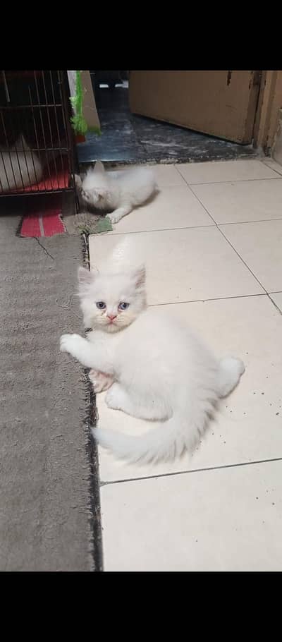 Persian kittens