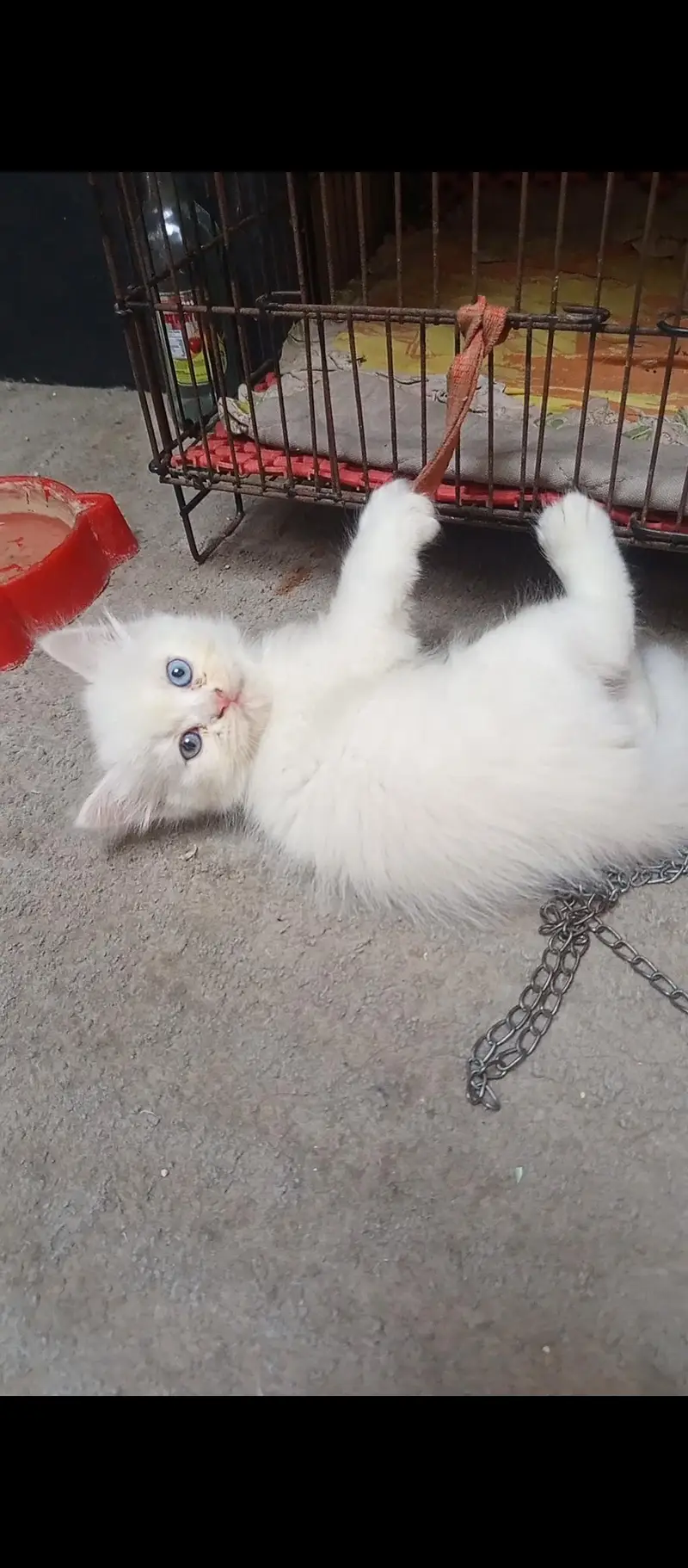 Persian kittens — photo 2