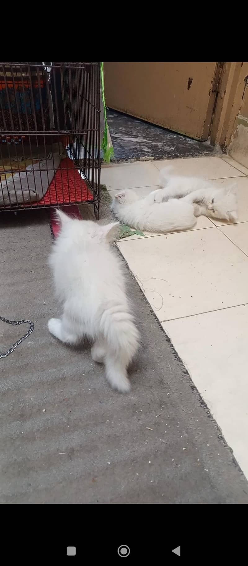 Persian kittens 2