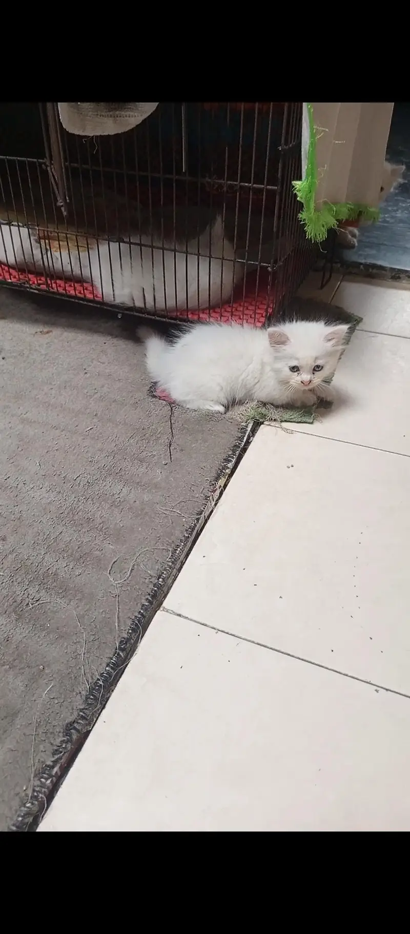 Persian kittens — photo 4