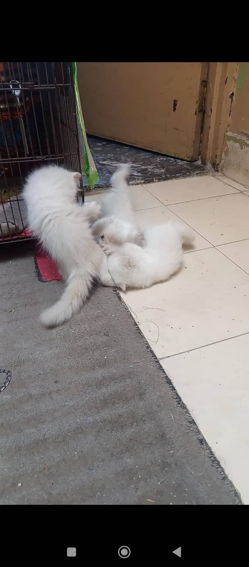 Persian kittens 4