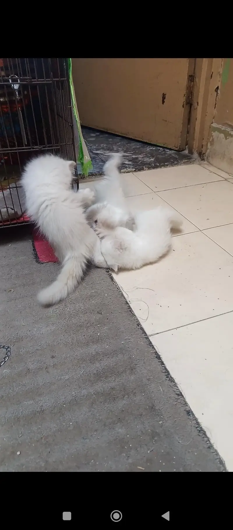 Persian kittens — photo 5