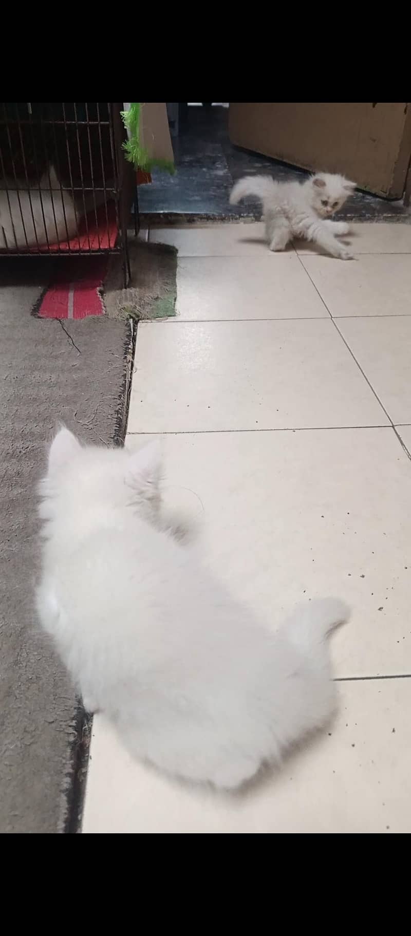 Persian kittens 6