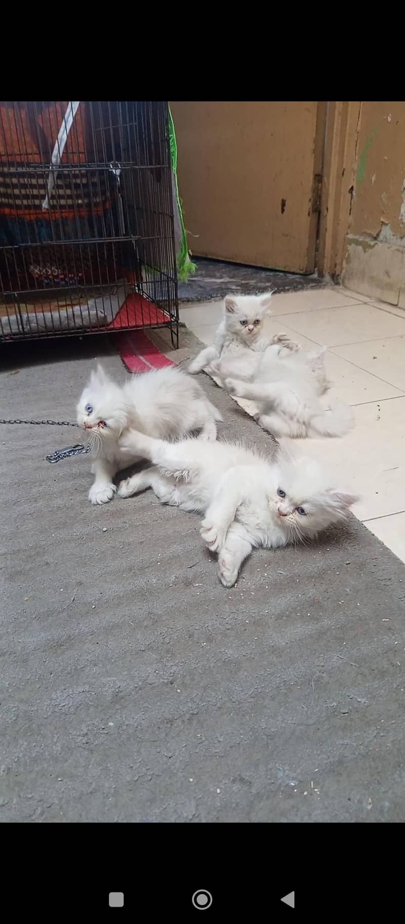 Persian kittens 7