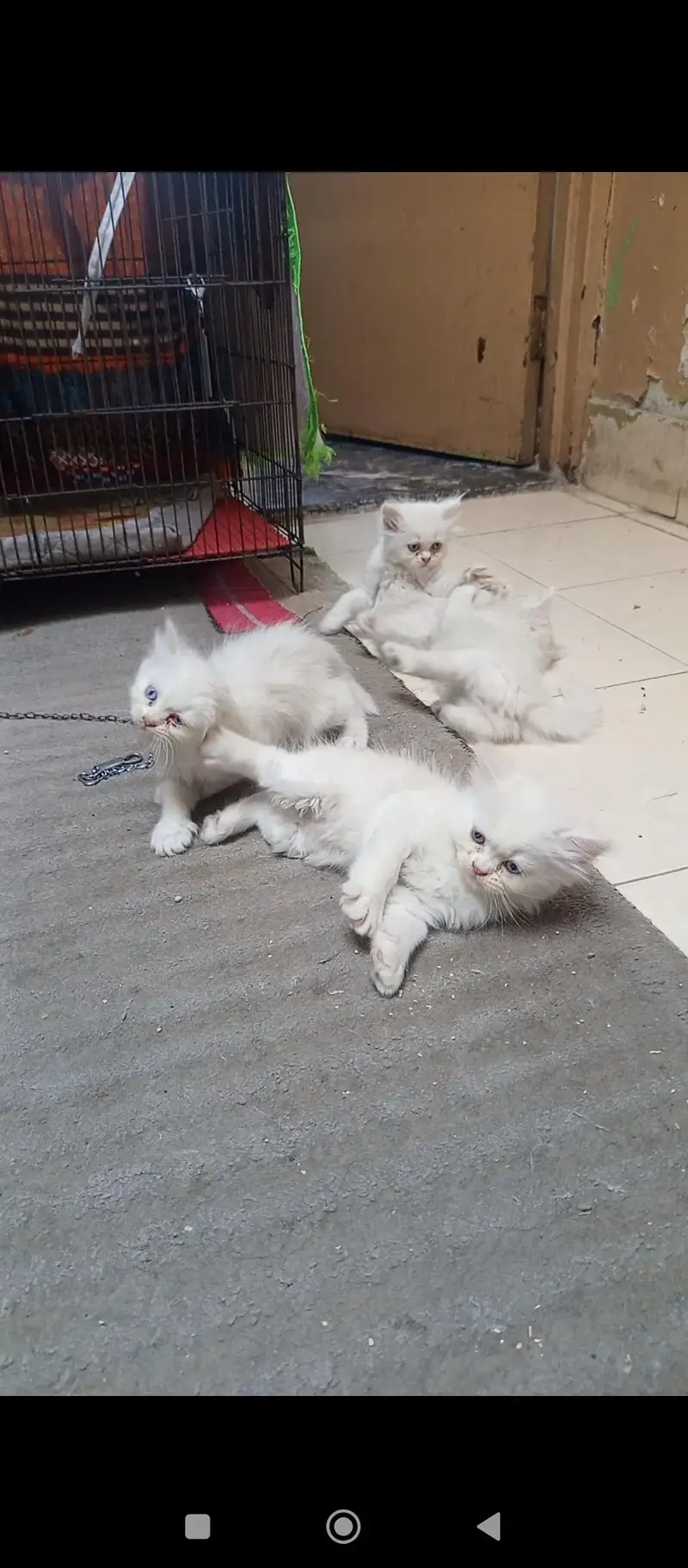 Persian kittens — photo 8