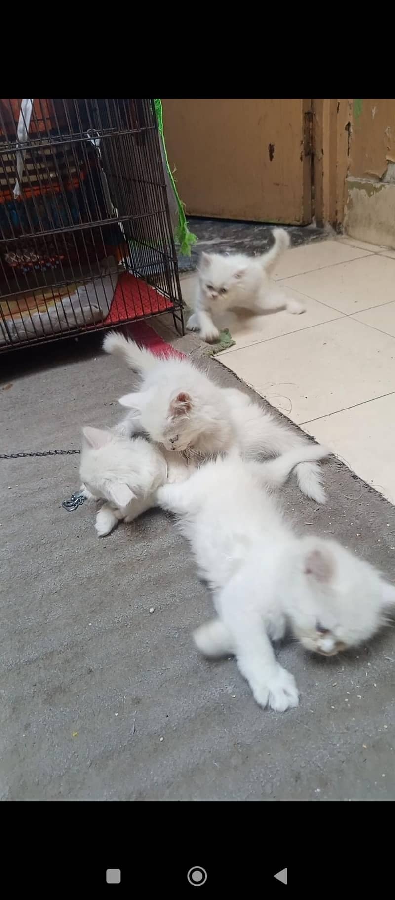 Persian kittens 8
