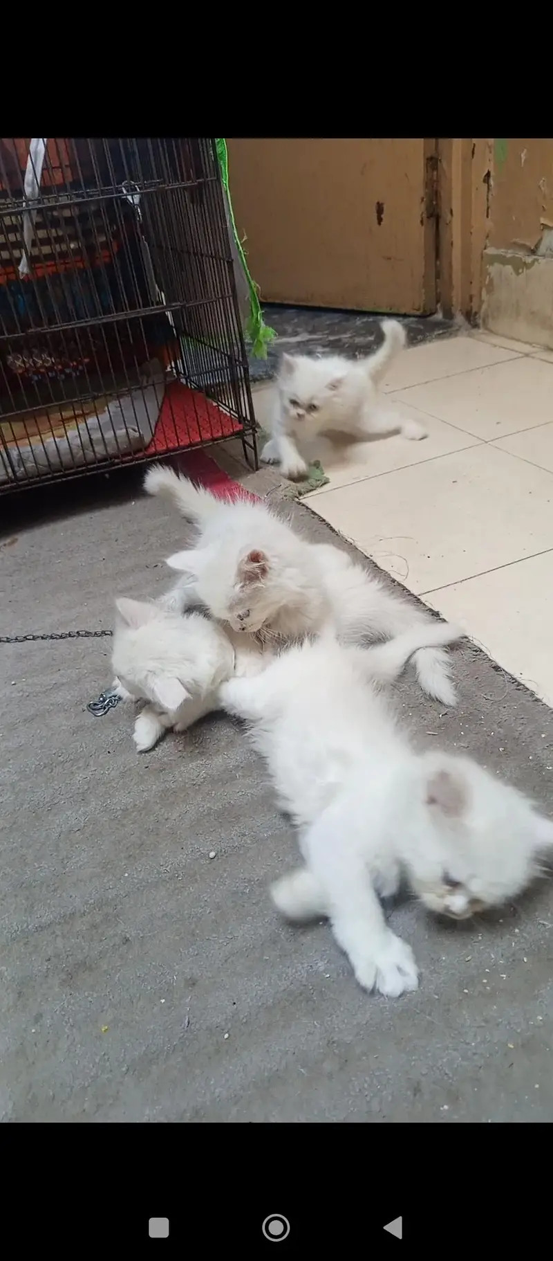 Persian kittens — photo 9