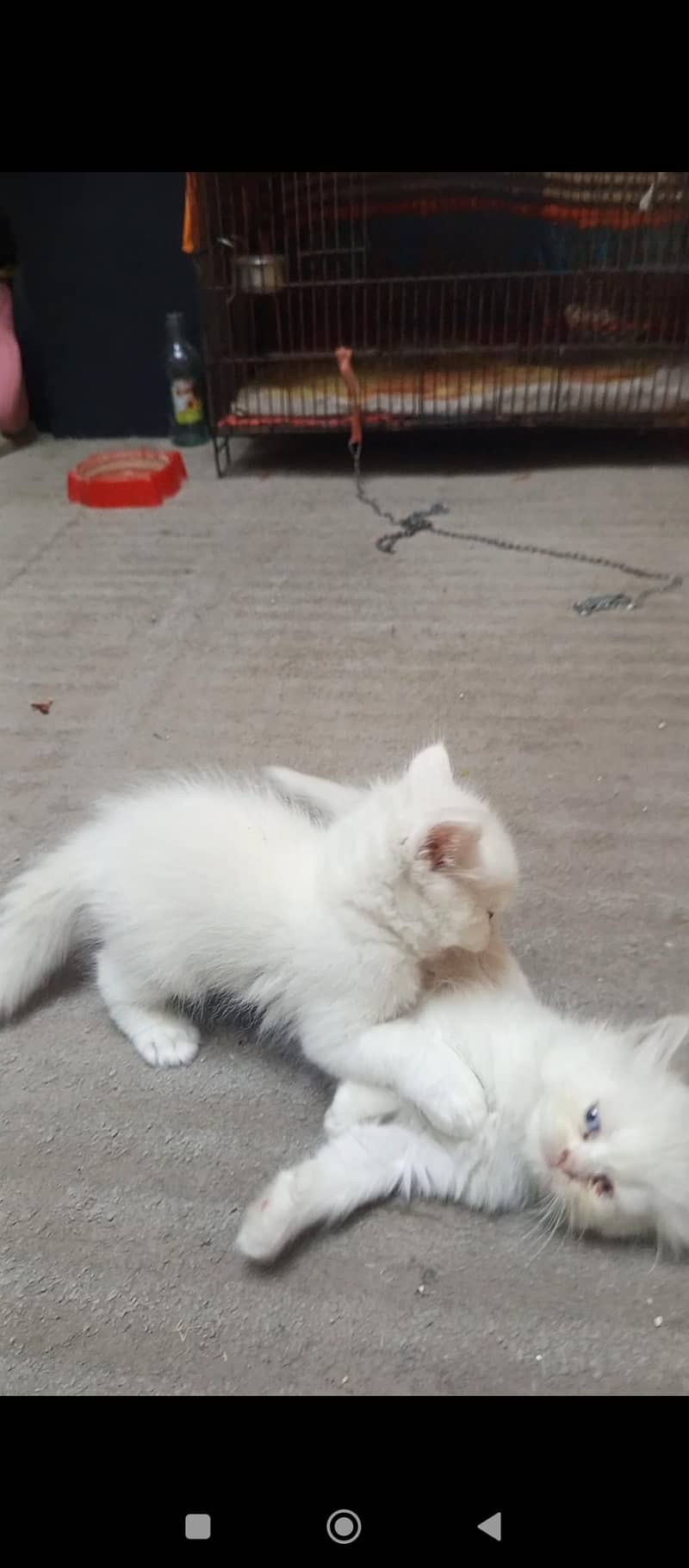 Persian kittens 9