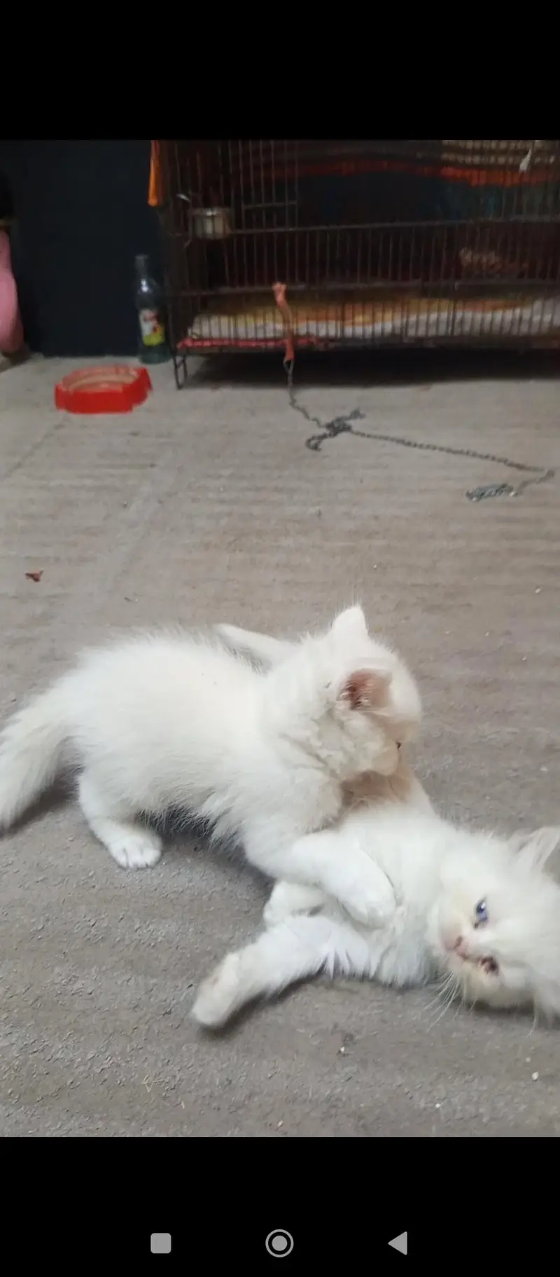 Persian kittens — photo 10