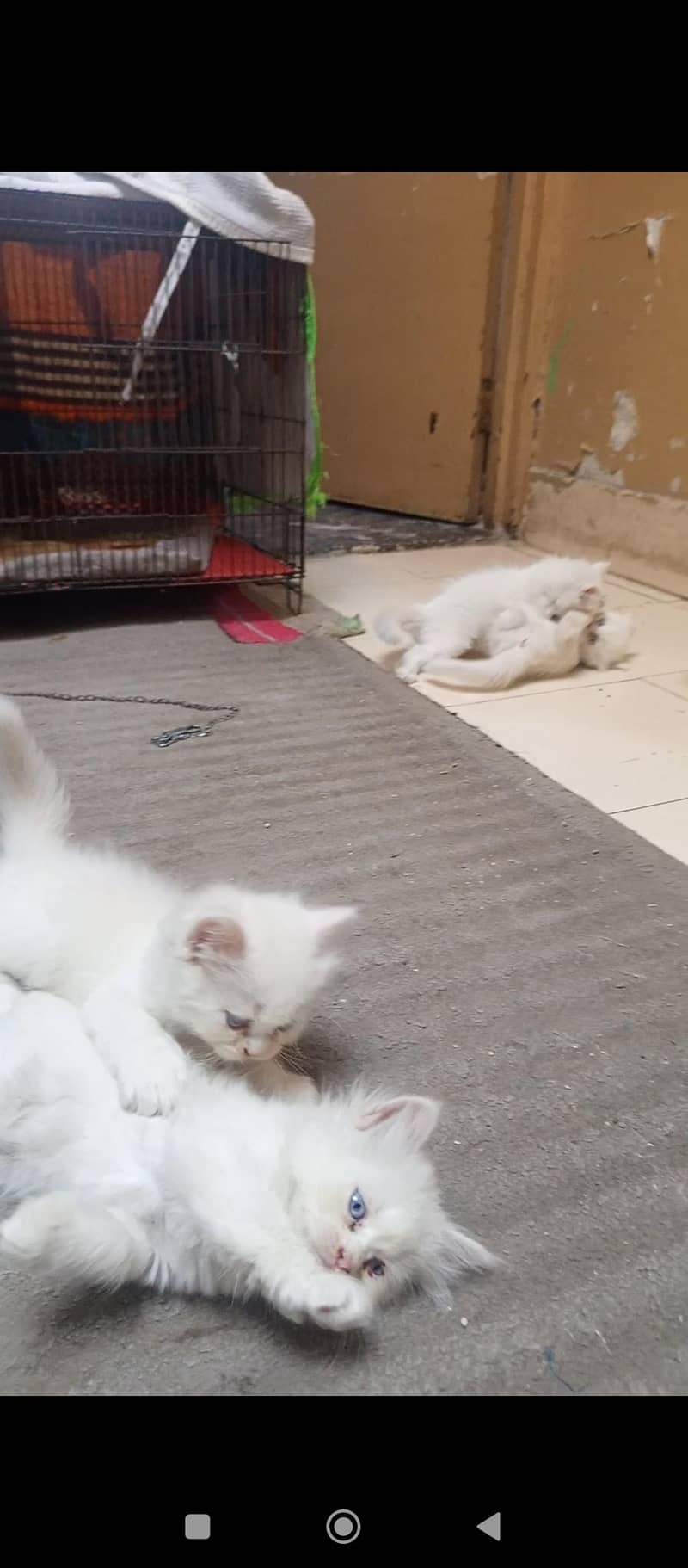 Persian kittens 10
