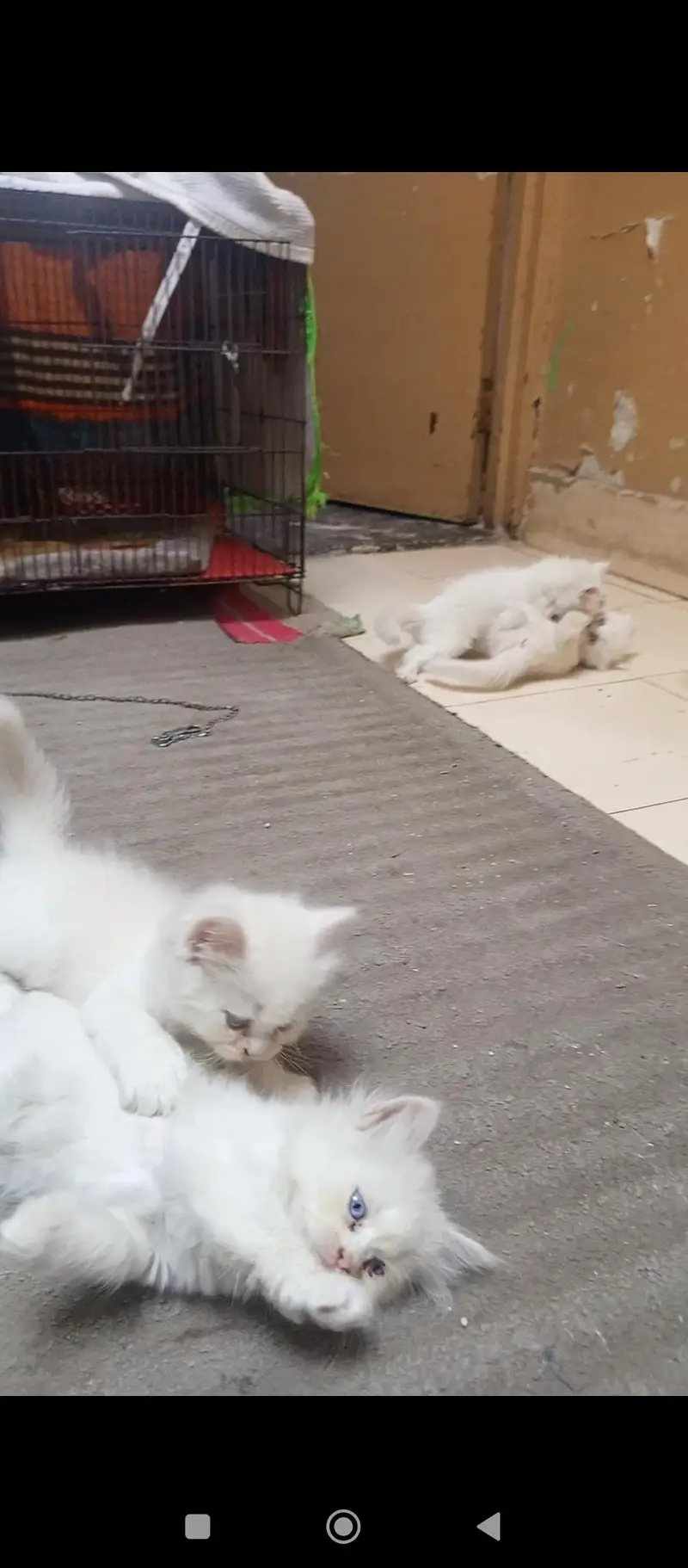 Persian kittens — photo 11