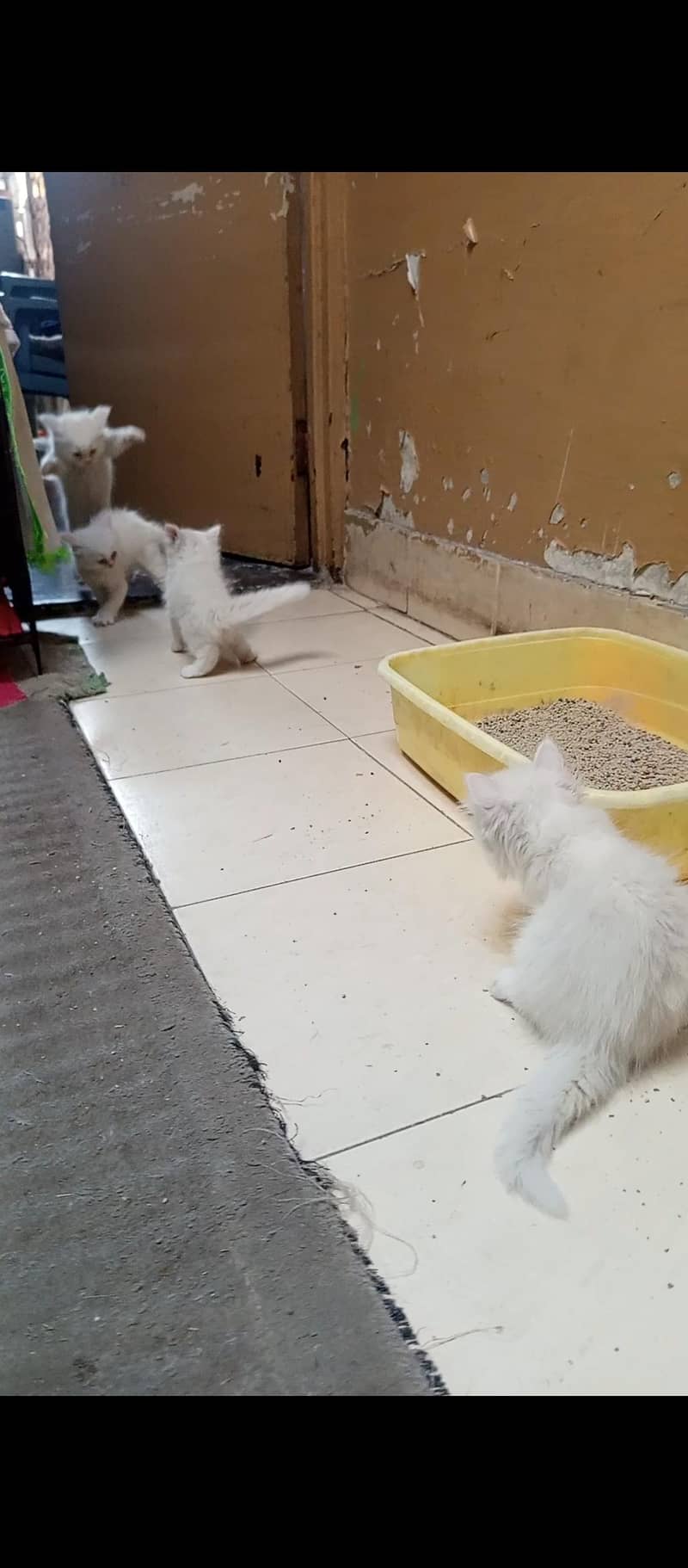 Persian kittens 11