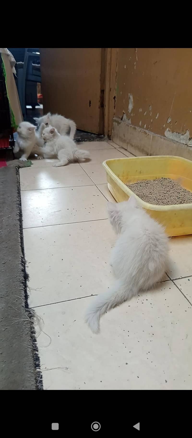 Persian kittens 12