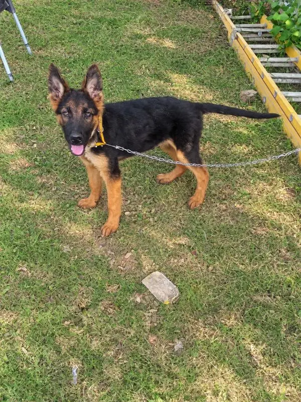 original desi bighari male for sale
