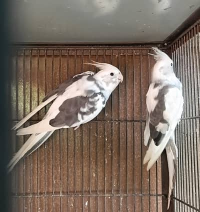 Eno Pied Cocatiel & love birds