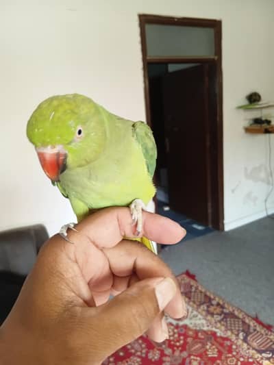 COCKATIELS, Finch Mitthu available