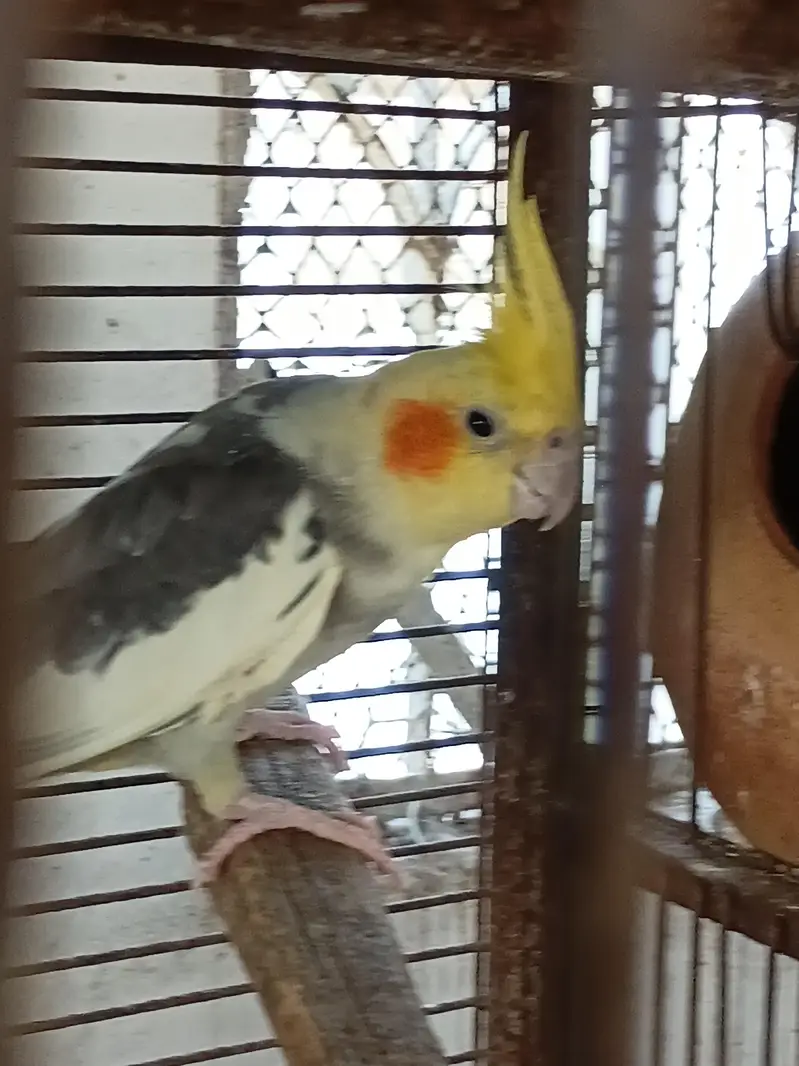 COCKATIELS, Finch Mitthu available — photo 2