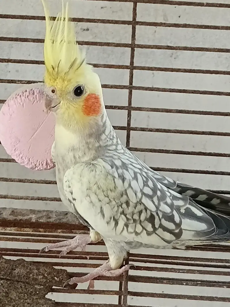 COCKATIELS, Finch Mitthu available — photo 3