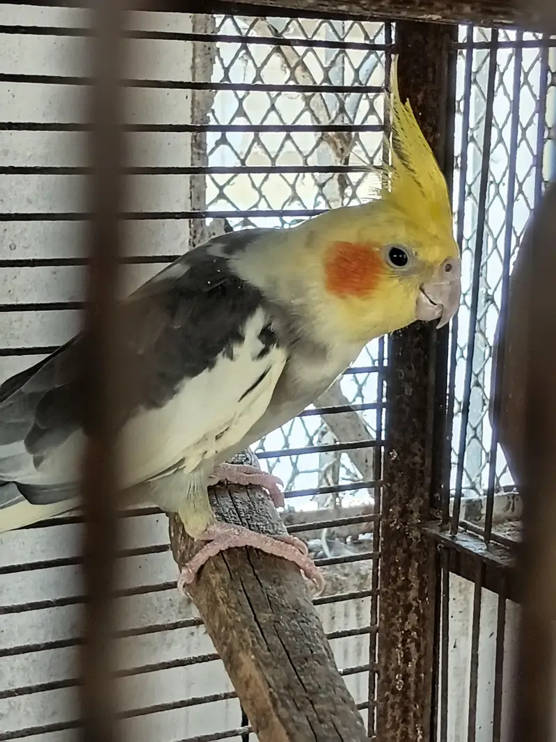 COCKATIELS, Finch Mitthu available — photo 4