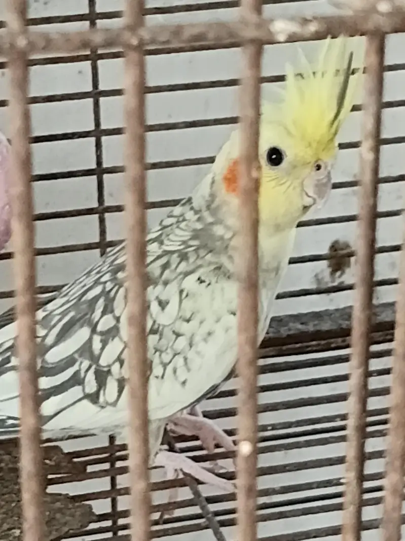 COCKATIELS, Finch Mitthu available — photo 5