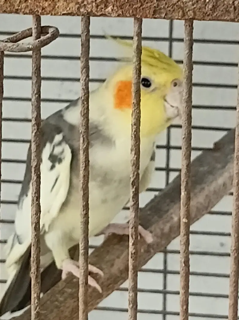 COCKATIELS, Finch Mitthu available — photo 6