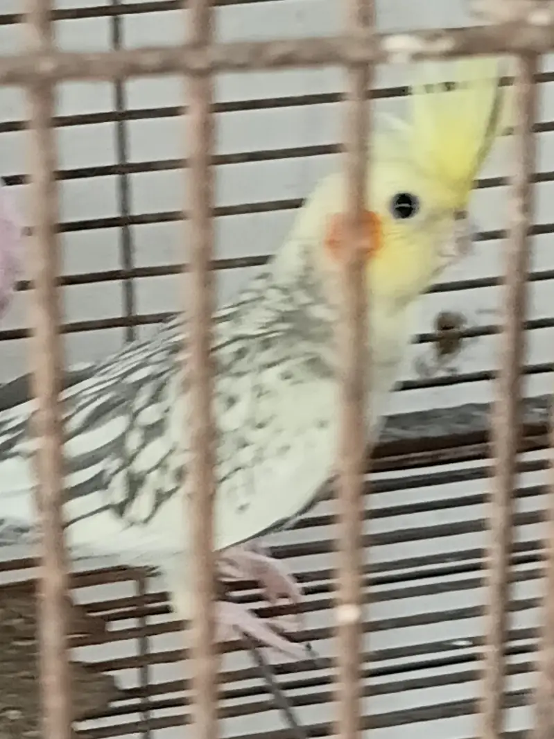COCKATIELS, Finch Mitthu available — photo 7