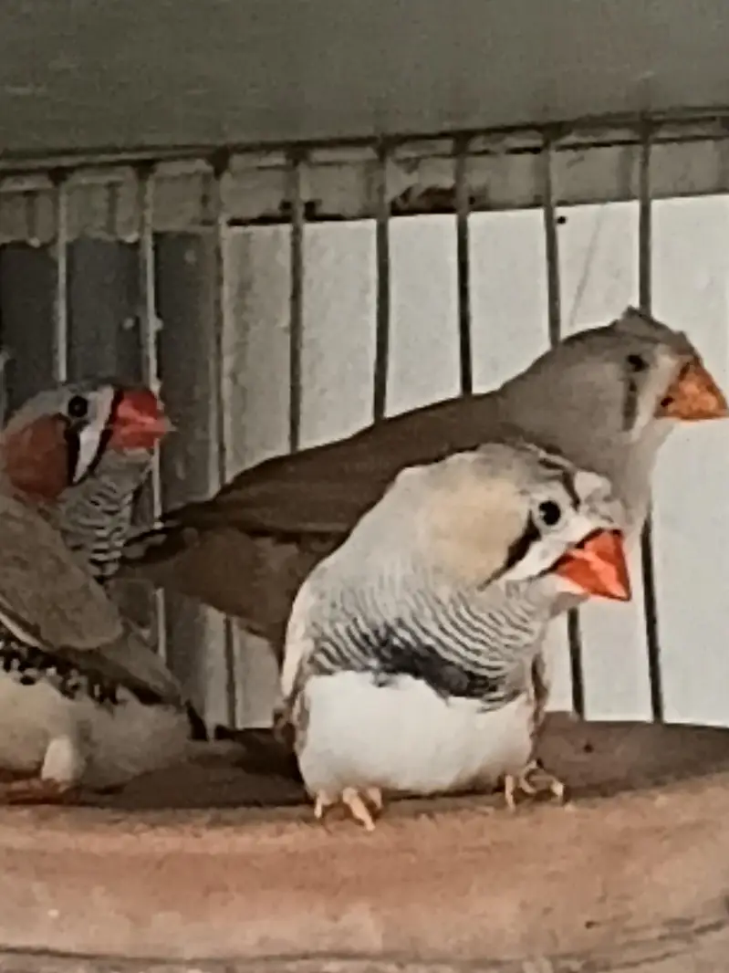 COCKATIELS, Finch Mitthu available — photo 8
