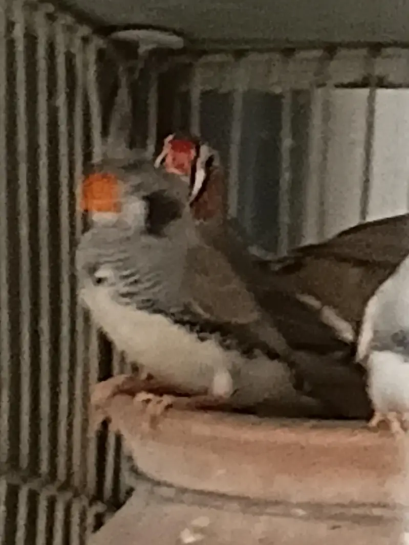 COCKATIELS, Finch Mitthu available — photo 9
