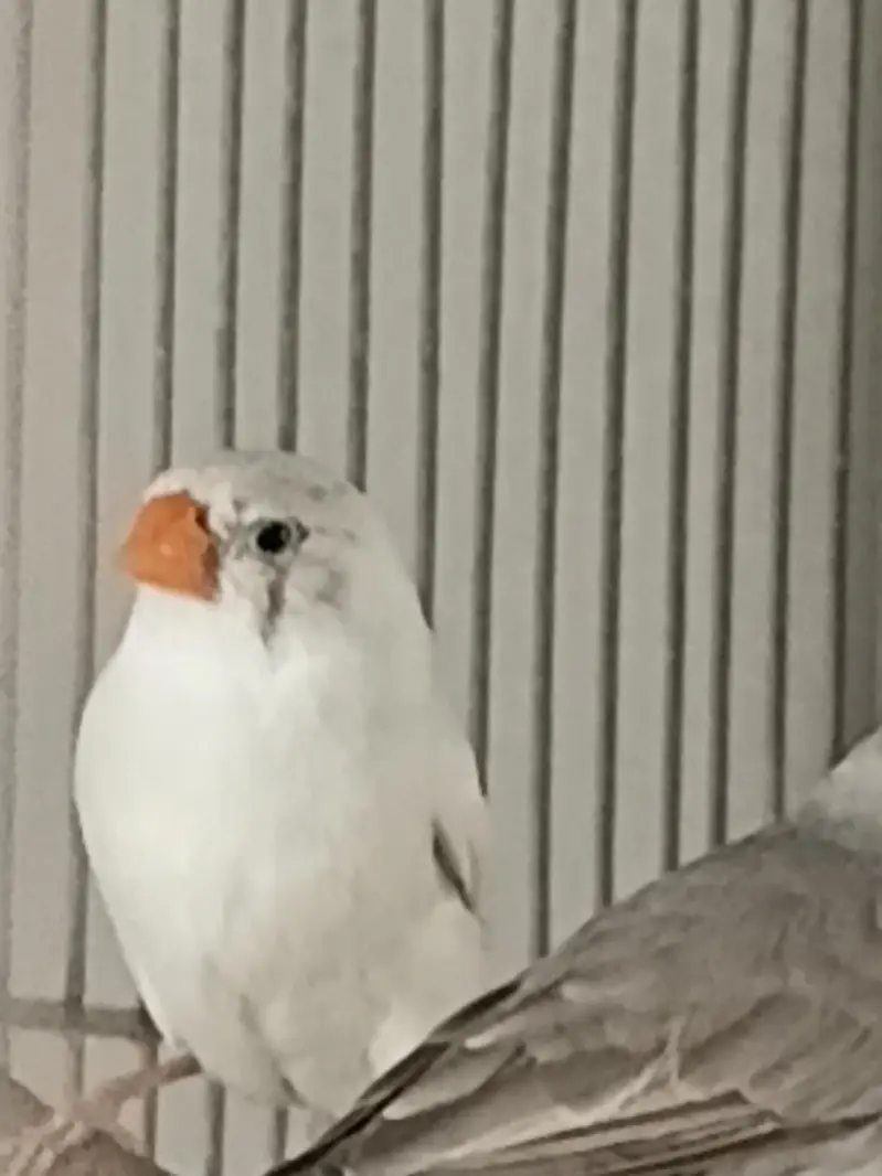 COCKATIELS, Finch Mitthu available — photo 10