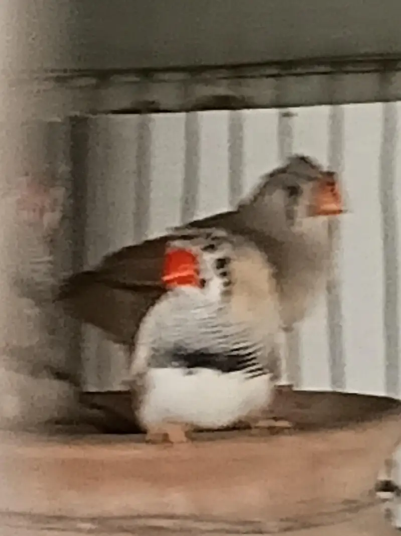 COCKATIELS, Finch Mitthu available — photo 11