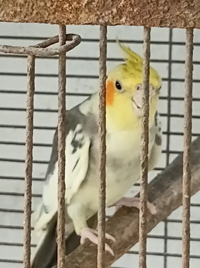 COCKATIELS, Finch Mitthu available — photo 12