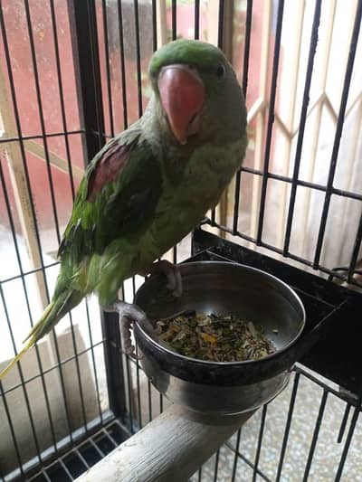 raw parrot male