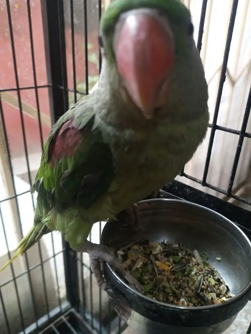 raw parrot male — photo 2