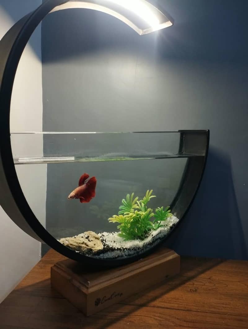 Moon Aquarium 1