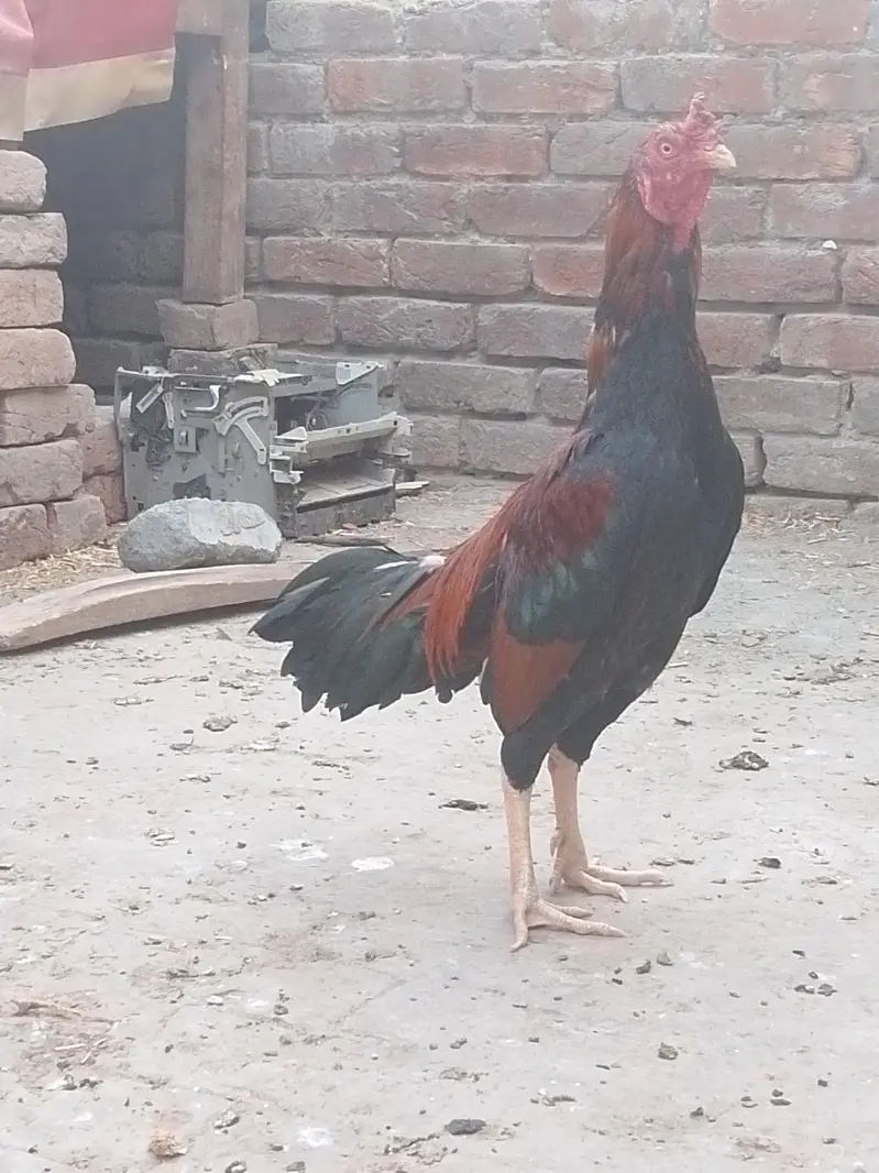 Aseel
