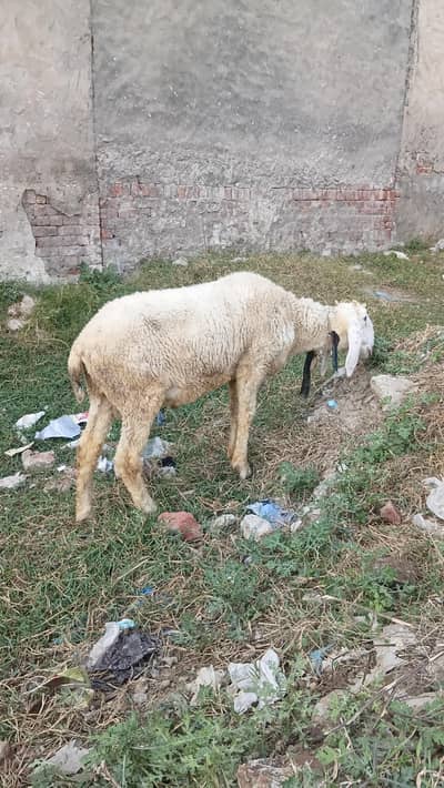 50kg plus jacqvaabadi chtra for .  hahiqa