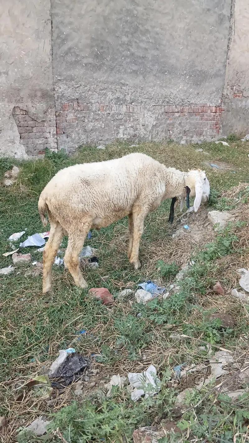 50kg plus jacqvaabadi chtra for .  hahiqa