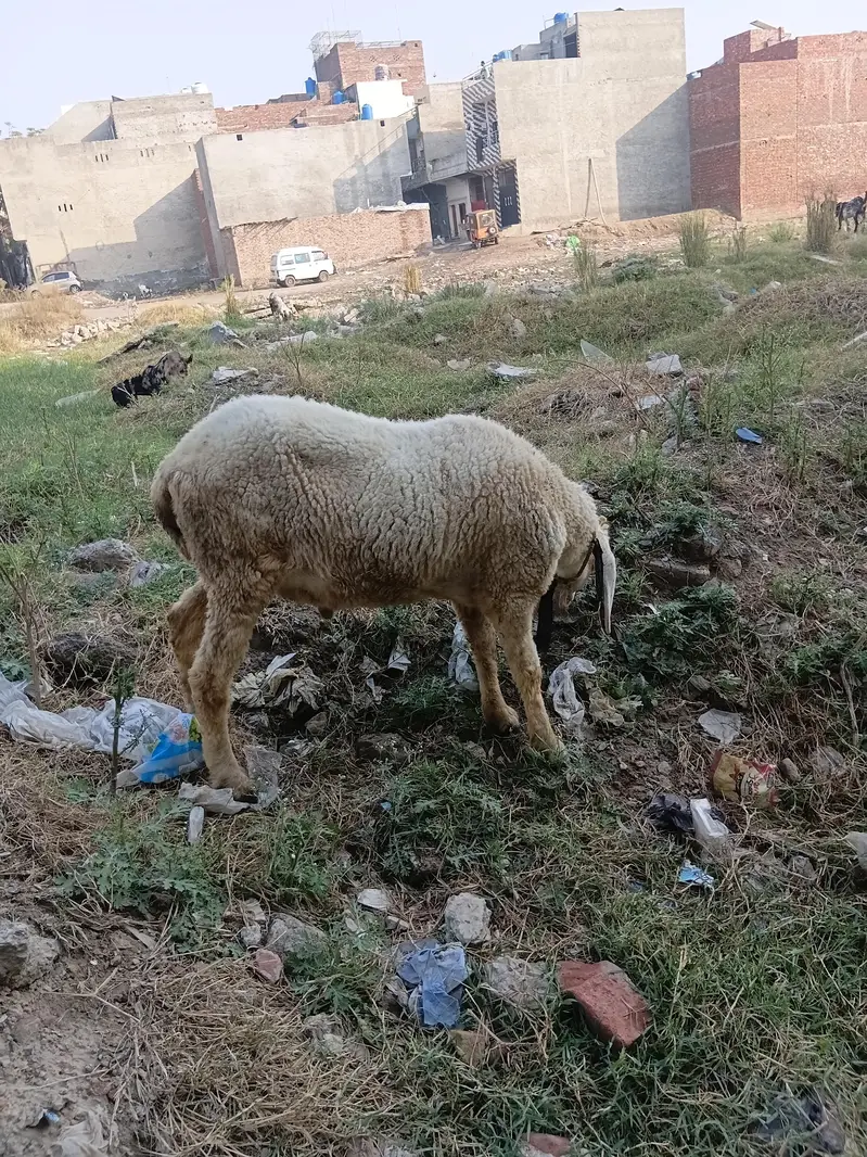 50kg plus jacqvaabadi chtra for .  hahiqa — photo 2
