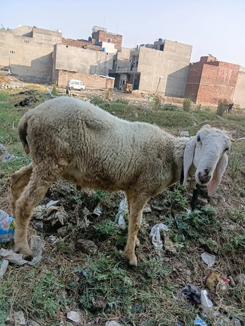 50kg plus jacqvaabadi chtra for .  hahiqa — photo 3