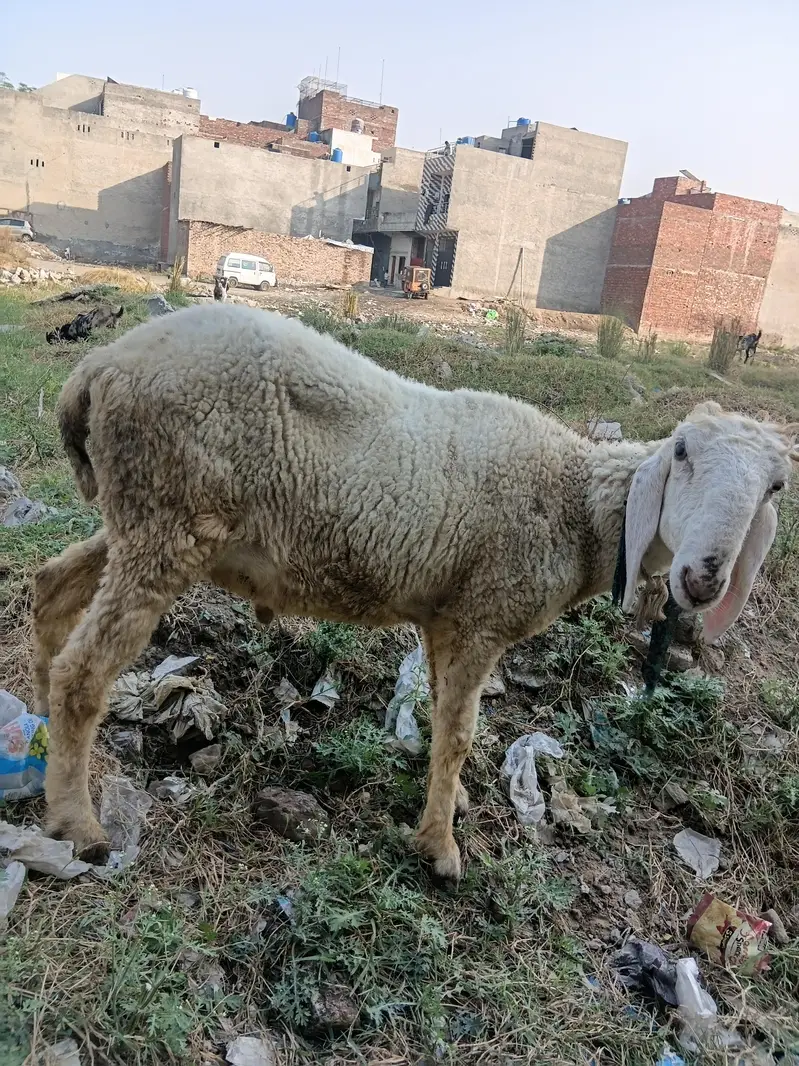 50kg plus jacqvaabadi chtra for .  hahiqa — photo 4