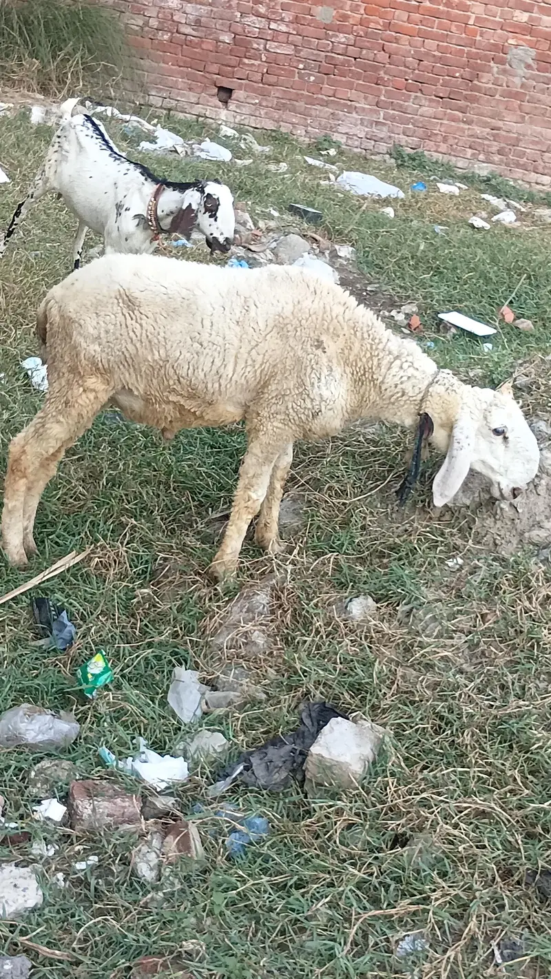 50kg plus jacqvaabadi chtra for .  hahiqa — photo 5