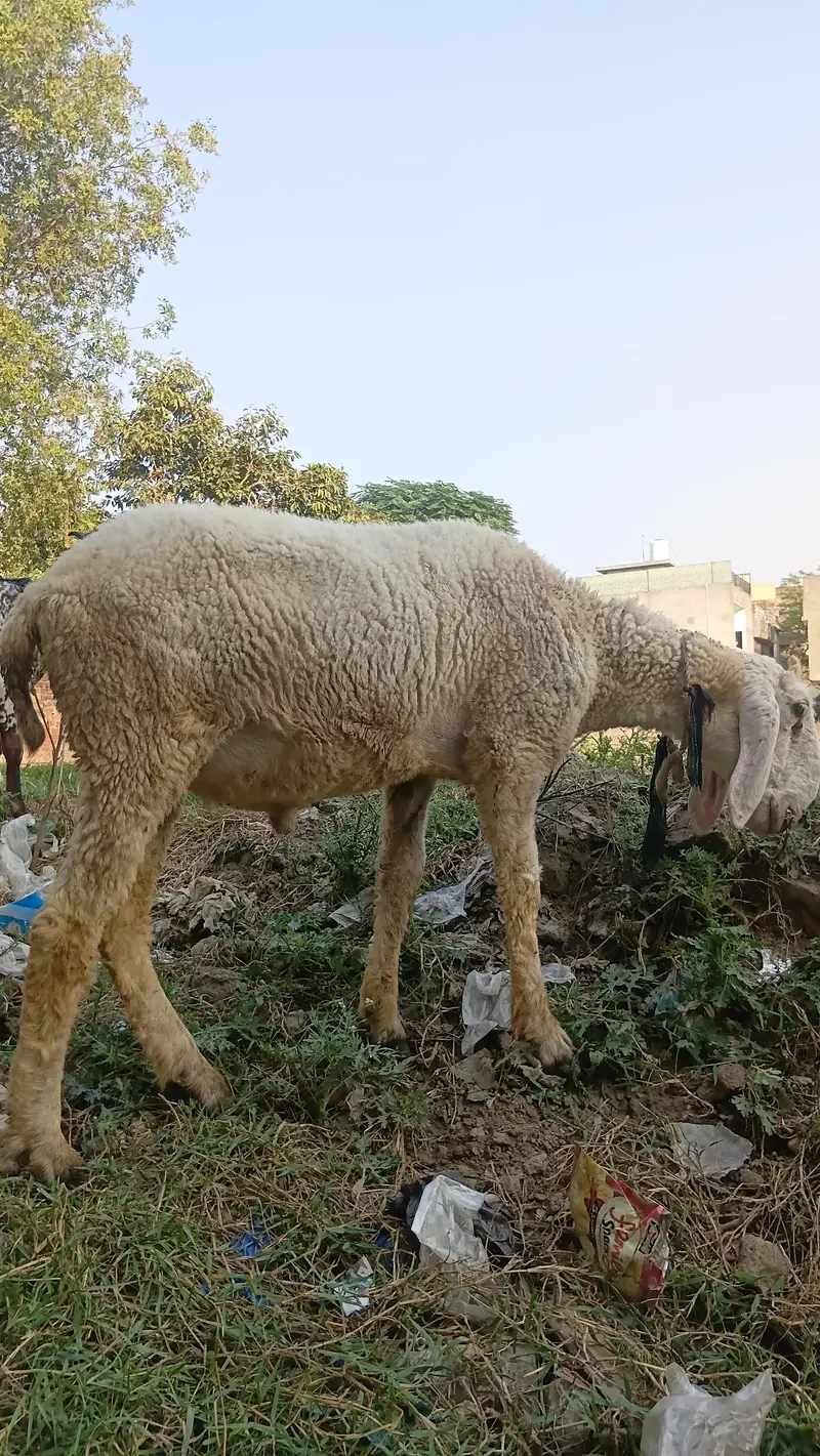 50kg plus jacqvaabadi chtra for .  hahiqa — photo 6