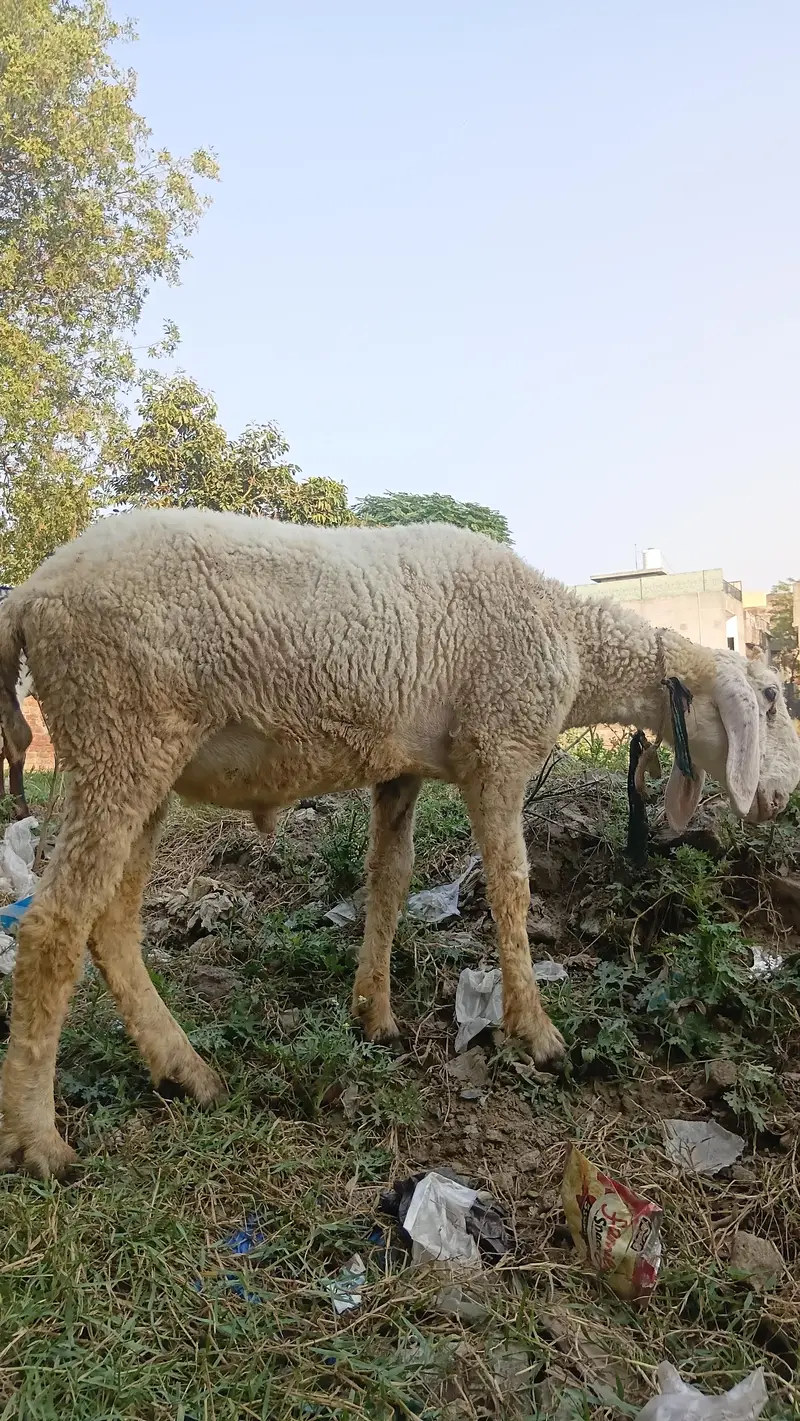 50kg plus jacqvaabadi chtra for .  hahiqa — photo 7