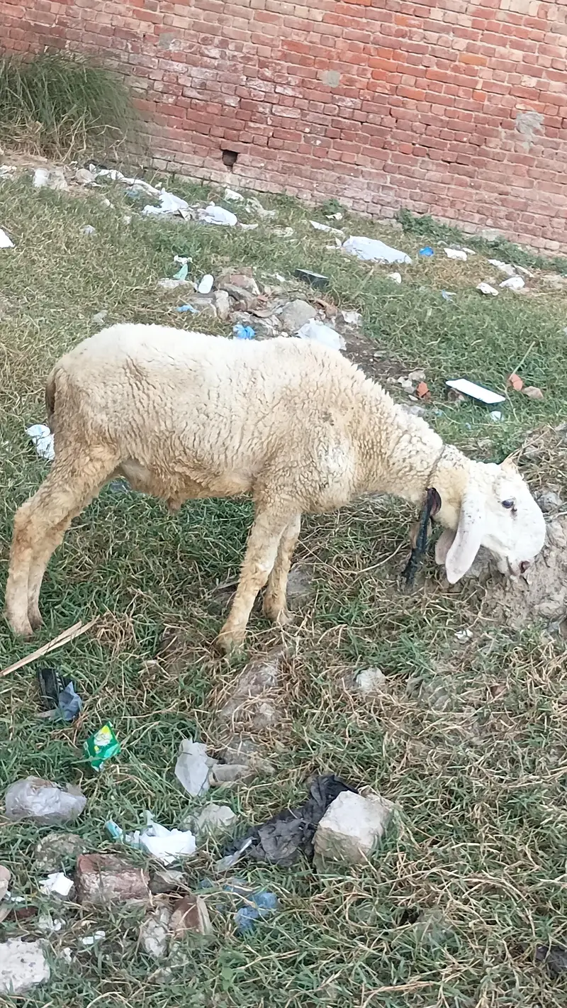50kg plus jacqvaabadi chtra for .  hahiqa — photo 8