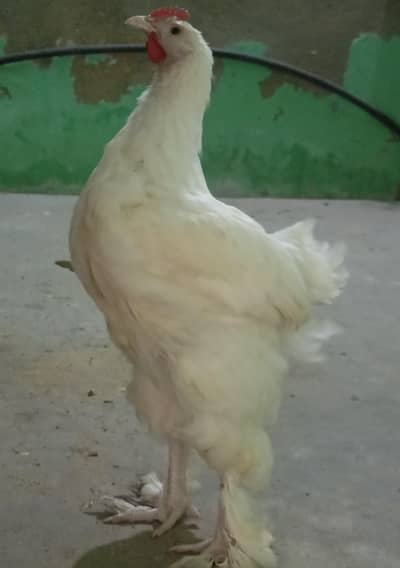 White Heavy Buff Male GooD Quality.