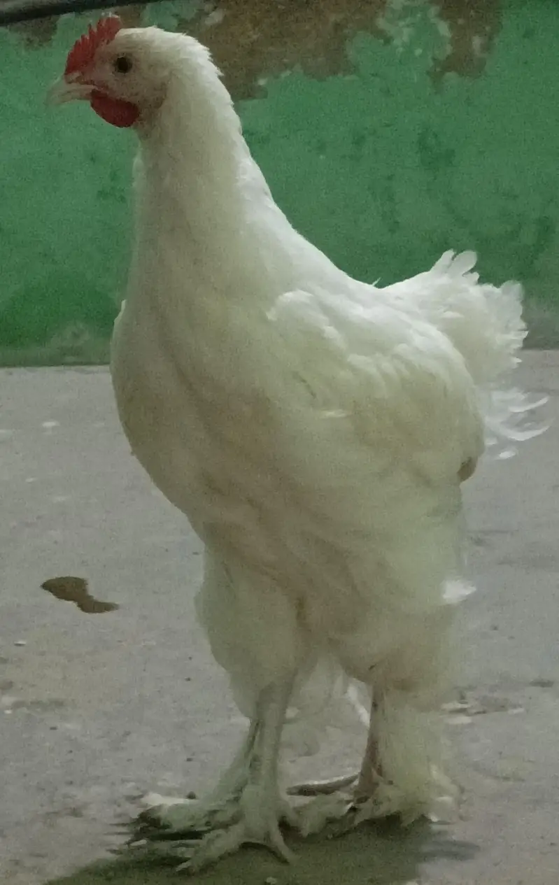 White Heavy Buff Male GooD Quality. — photo 2