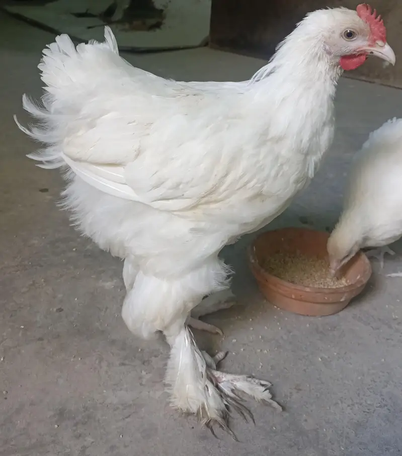 White Heavy Buff Male GooD Quality. — photo 3