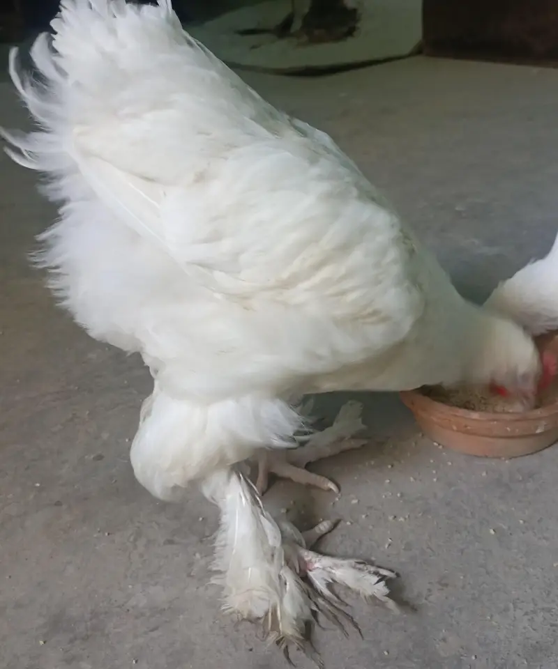White Heavy Buff Male GooD Quality. — photo 4