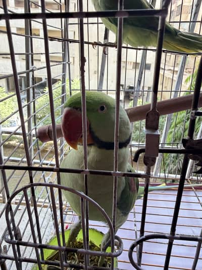 Green parrot pair with cage